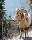 Big Horn Sheep near Lake Minnewanka