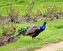 Castle Peacocks in Rose Gardens