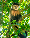 Iguazu Black Capuchin Monkey